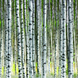 47220 - Smart Art Easy Wall mural