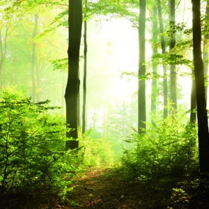 47221 - Smart Art Easy Wall mural