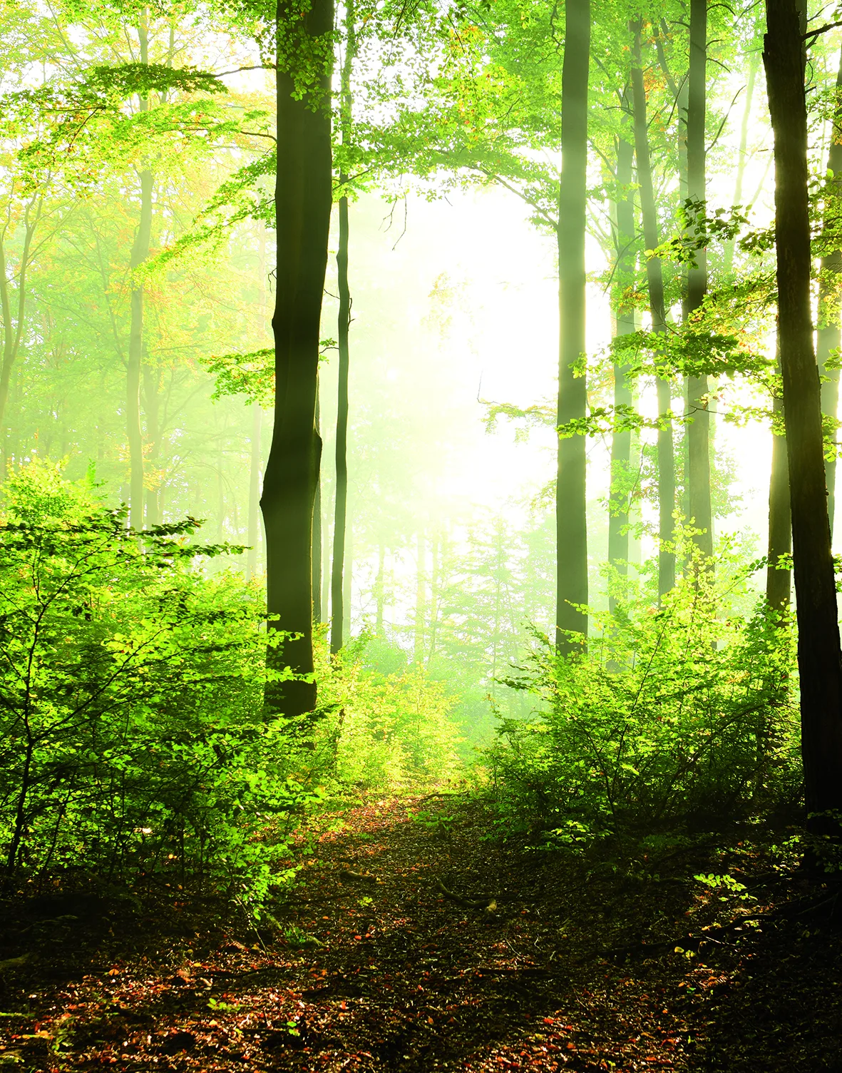 47221 - Smart Art Easy Wall mural