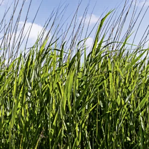 47272 - Smart Art Easy Wall mural