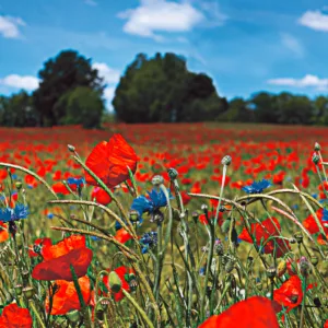 47273 - Smart Art Easy Wall mural