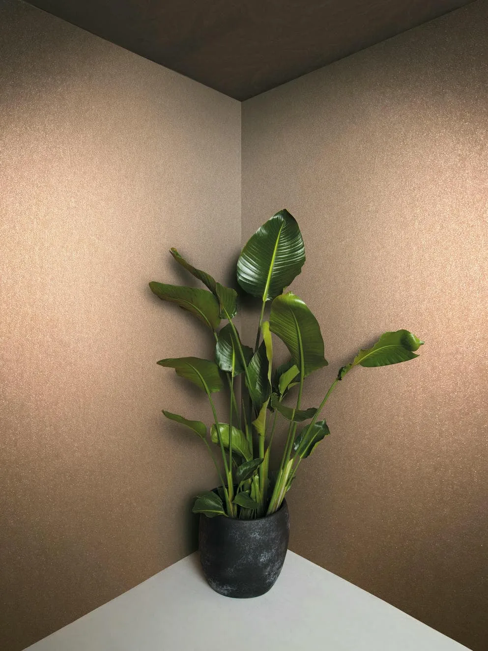 34949 - Felix Diener Eclectic - Image 2